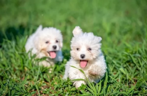 CUCCIOLI DI Maltese ALLEVATI CON AMORE per adozione | Foto 3