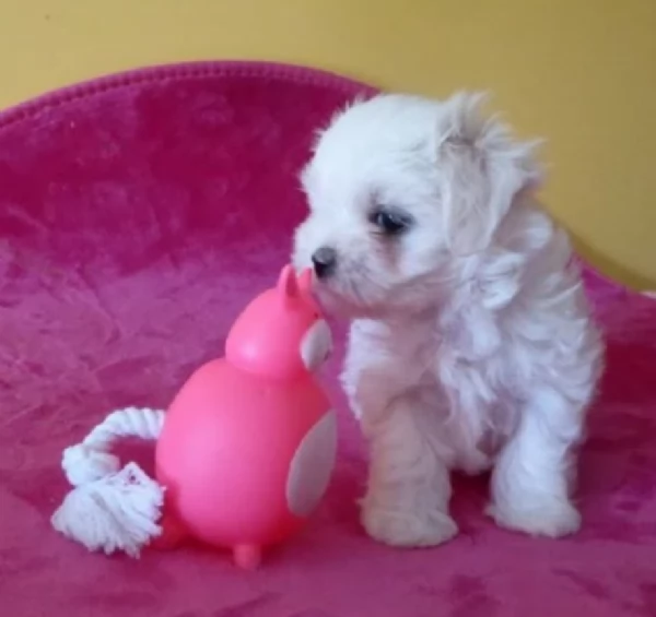 CUCCIOLI DI Maltese ALLEVATI CON AMORE per adozione | Foto 2