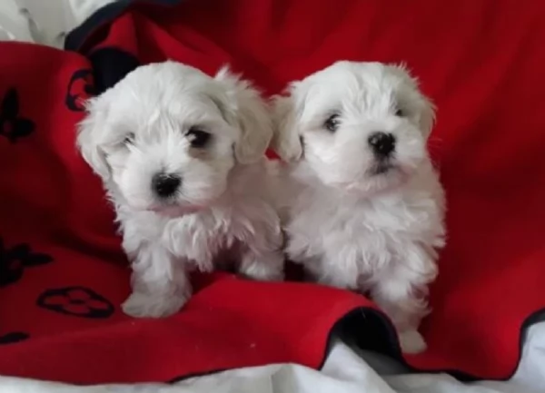 CUCCIOLI DI Maltese ALLEVATI CON AMORE per adozione | Foto 1