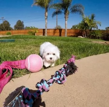CUCCIOLI DI Maltese ALLEVATI CON AMORE per adozione