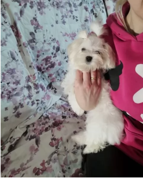 CUCCIOLI DI Maltese ALLEVATI CON AMORE per adozione | Foto 0