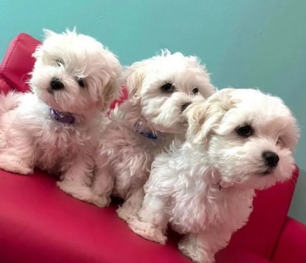 CUCCIOLI DI Maltese ALLEVATI CON AMORE per adozione