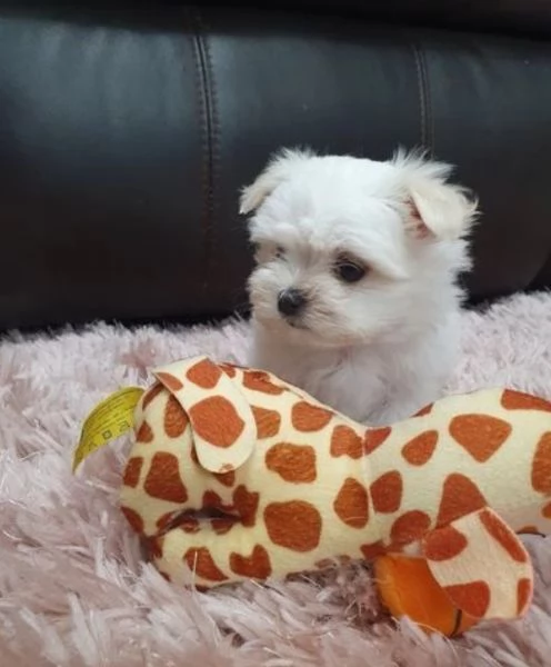CUCCIOLI DI Maltese ALLEVATI CON AMORE per adozione