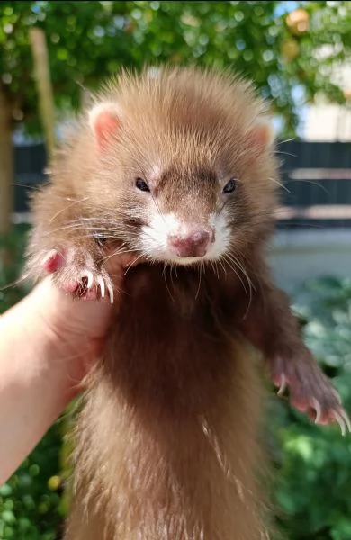 Cuccioli di furetto