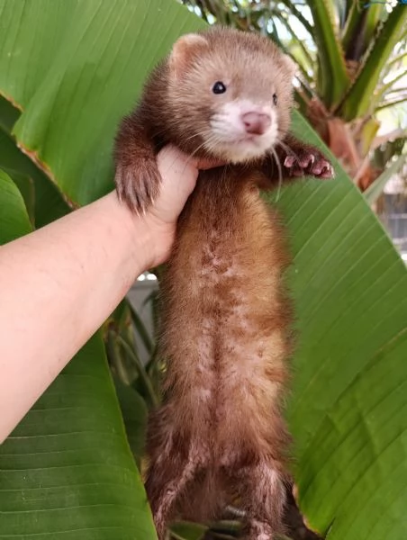 Cuccioli di furetto | Foto 0