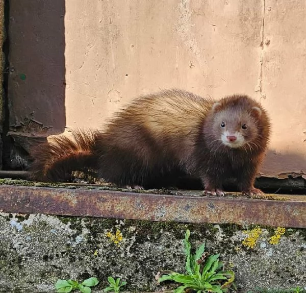 Cuccioli di Furetto Disponibili a Breve 2026 Non Perdere la Tua Prenotazione
