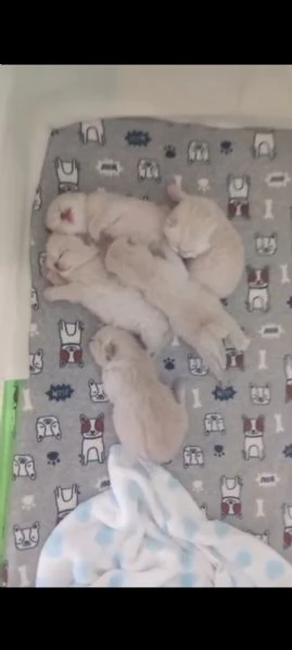 Cuccioli scottish fold e straight 