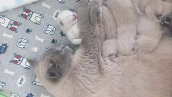 Cuccioli scottish fold e straight  | Foto 2