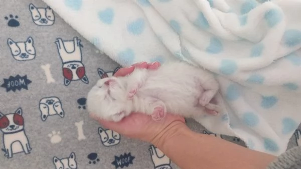 Cuccioli scottish fold e straight  | Foto 0