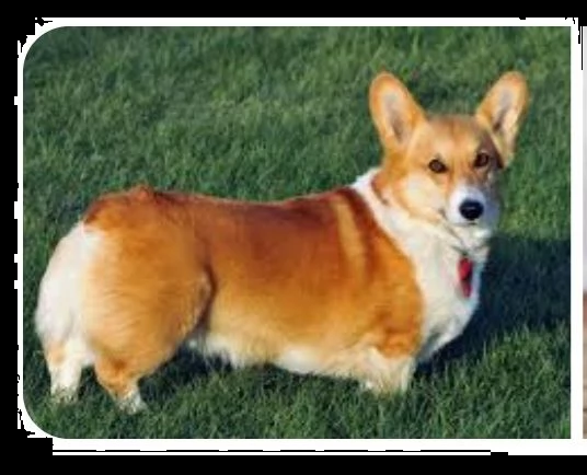 cerco corgi femmina color fulvo
