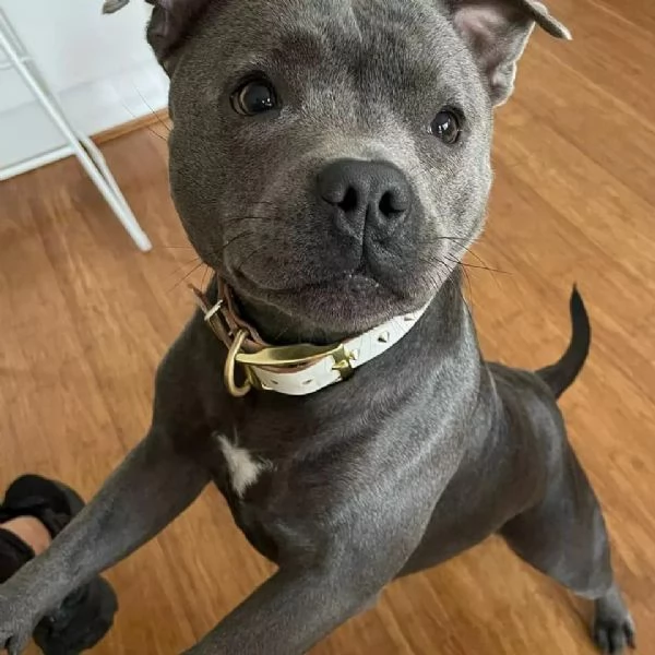Due Pitbull Cuccioli unInfinita Carica di Tenerezza