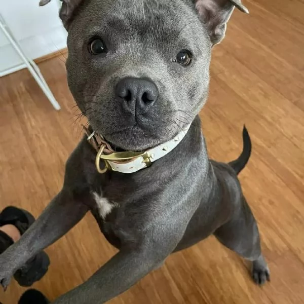 Due Pitbull Cuccioli unInfinita Carica di Tenerezza | Foto 0