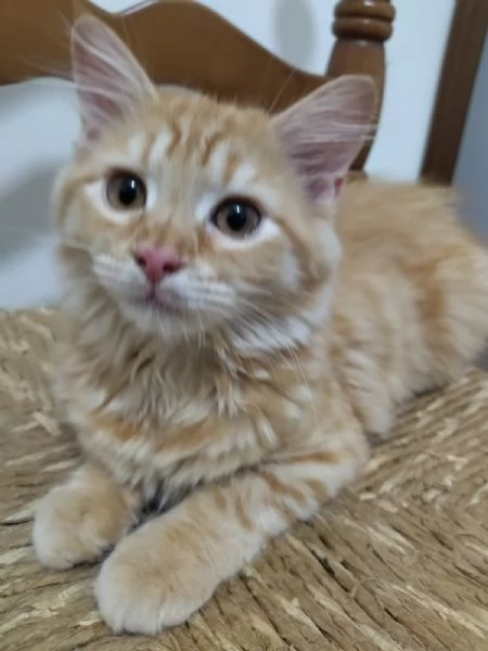 GATTINI ANGORA TURCO  | Foto 4