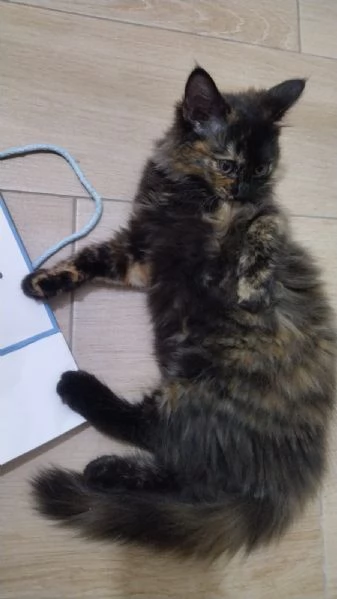 GATTINI ANGORA TURCO  | Foto 3