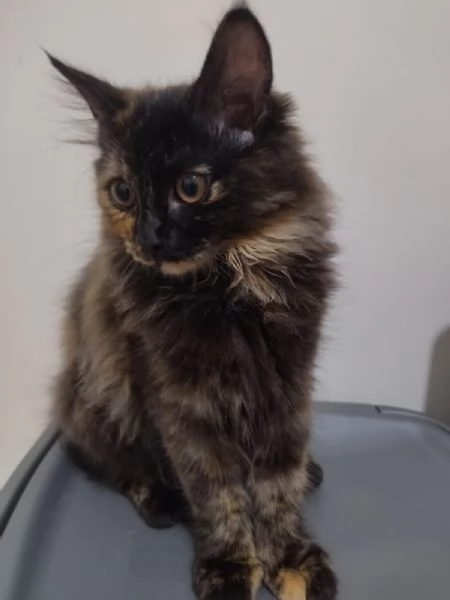 GATTINI ANGORA TURCO  | Foto 1