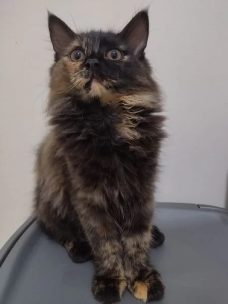 GATTINI ANGORA TURCO  | Foto 0