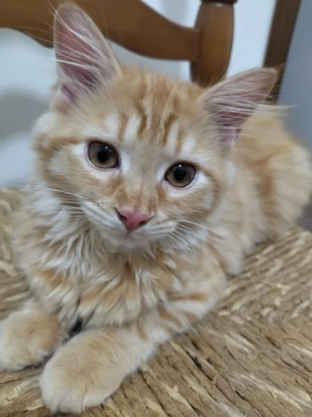 GATTINI ANGORA TURCO 