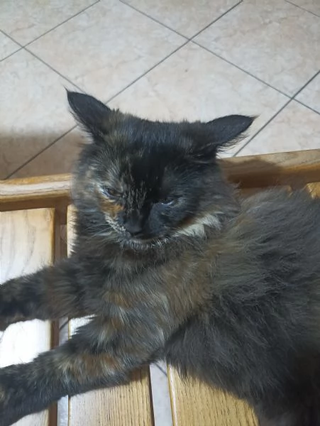 ULTIMA CUCCIOLA DI ANGORA TURCO 