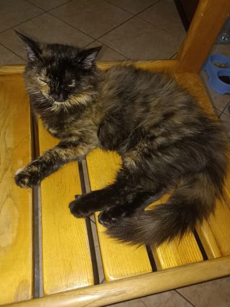 ULTIMA CUCCIOLA DI ANGORA TURCO  | Foto 2