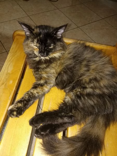 ULTIMA CUCCIOLA DI ANGORA TURCO  | Foto 1