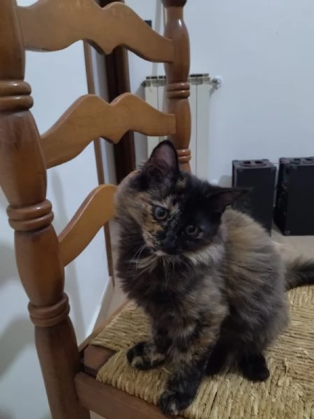 ULTIMA CUCCIOLA ANGORA TURCO 