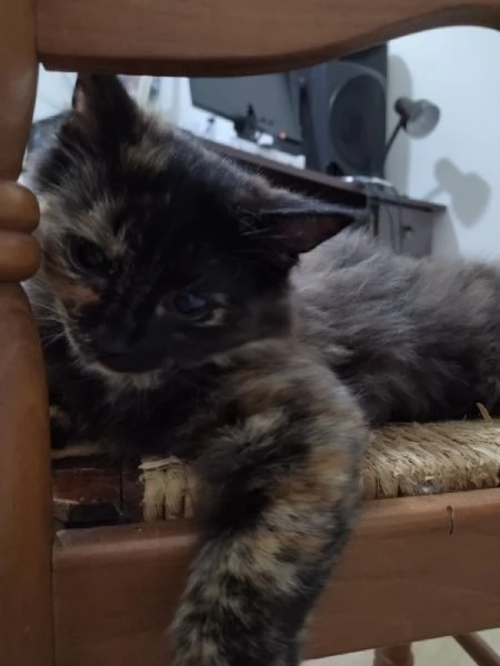 ULTIMA CUCCIOLA ANGORA TURCO  | Foto 2