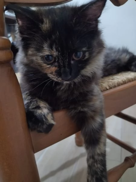 ULTIMA CUCCIOLA ANGORA TURCO  | Foto 1