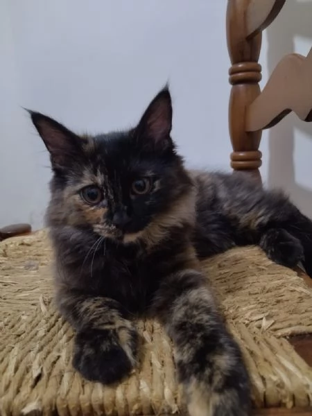 ULTIMA CUCCIOLA ANGORA TURCO  | Foto 0