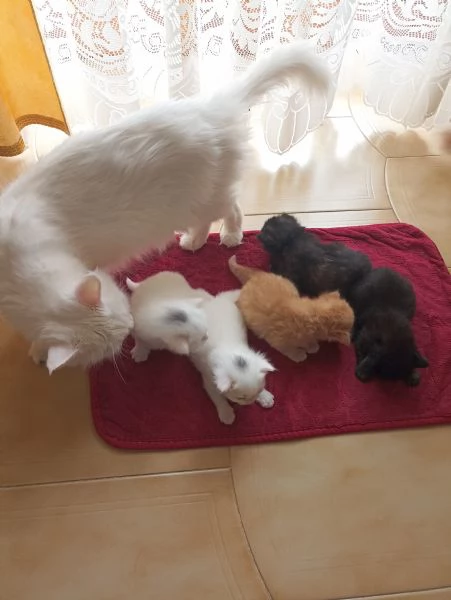 CUCCIOLATA DI ANGORA TURCO  | Foto 4