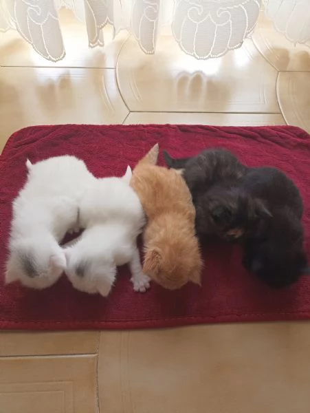 CUCCIOLATA DI ANGORA TURCO  | Foto 3