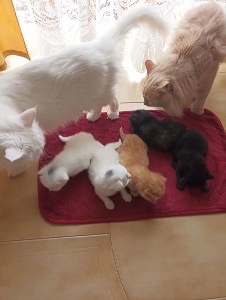 CUCCIOLATA DI ANGORA TURCO 