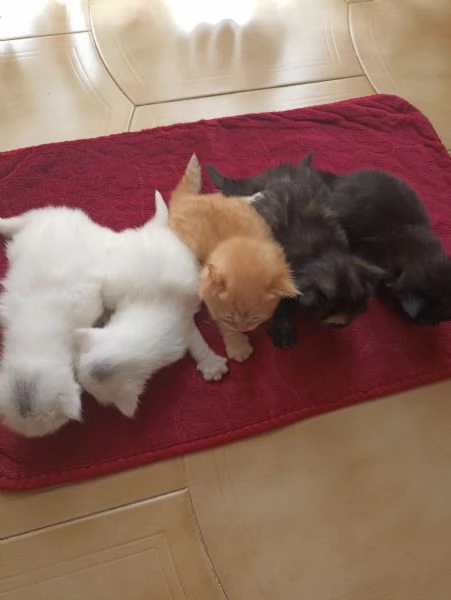 CUCCIOLATA DI ANGORA TURCO  | Foto 1