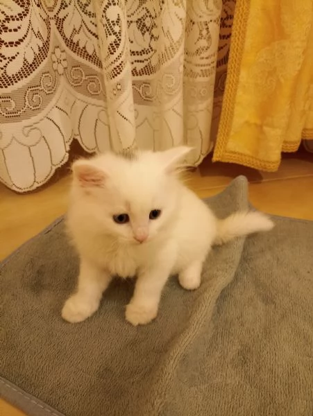CUCCIOLATA ANGORA TURCO  | Foto 3