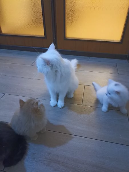 CUCCIOLATA ANGORA TURCO  | Foto 0