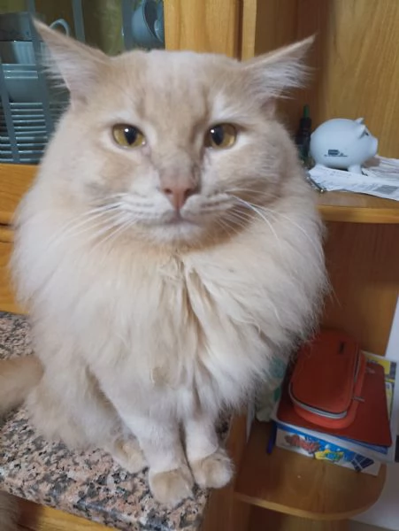 CUCCIOLATA ANGORA TURCO 