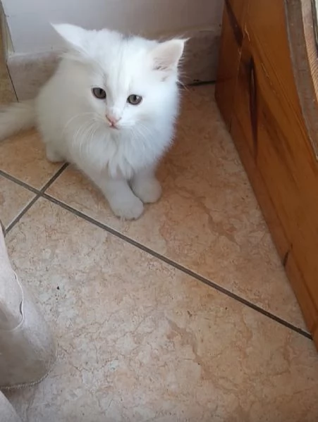 CUCCIOLO DI GATTO ANGORA TURCO 