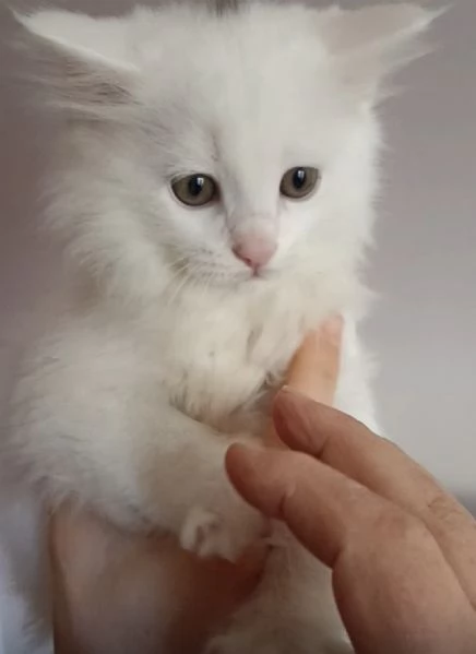 CUCCIOLO DI GATTO ANGORA TURCO  | Foto 4