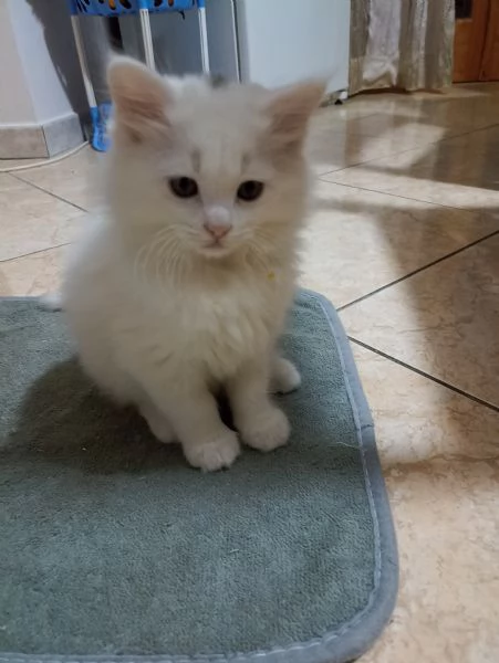 CUCCIOLO DI GATTO ANGORA TURCO  | Foto 1
