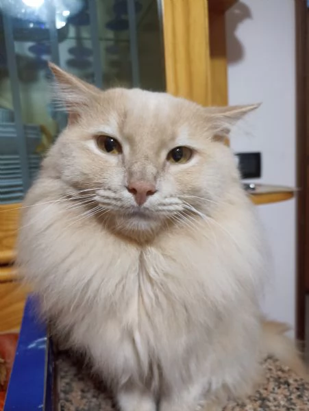 CUCCIOLO DI GATTO ANGORA TURCO  | Foto 0