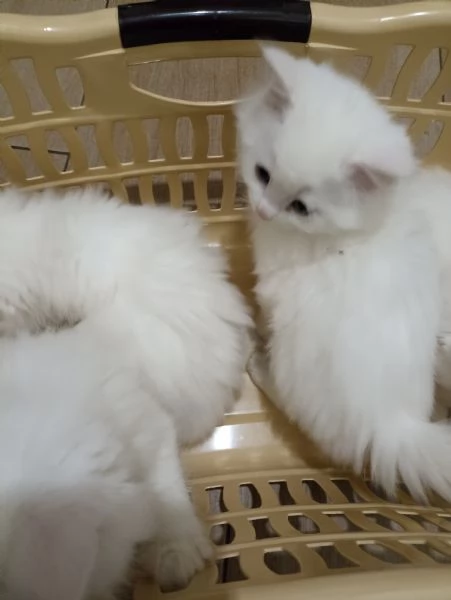 CUCCIOLATA DI ANGORA TURCO  | Foto 4