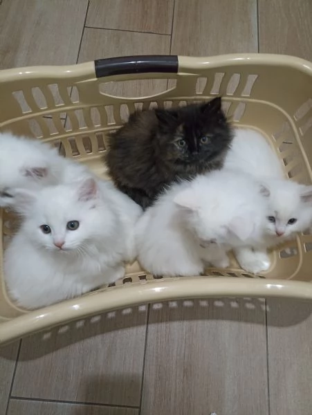 CUCCIOLATA DI ANGORA TURCO  | Foto 3