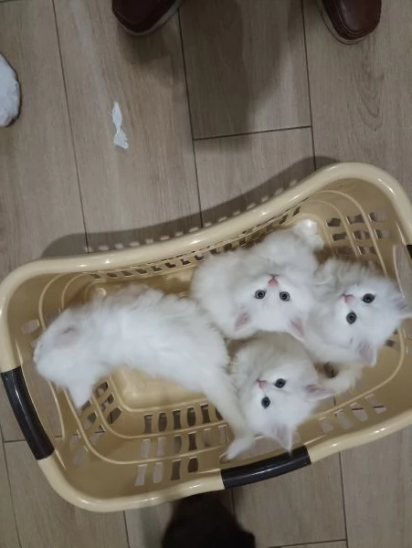 CUCCIOLATA DI ANGORA TURCO 