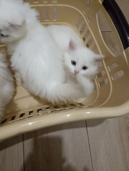 CUCCIOLATA DI ANGORA TURCO  | Foto 1