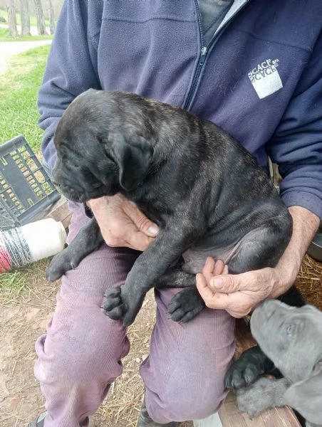 Cuccioli Cane Corso  | Foto 4