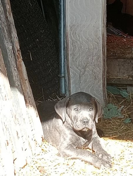 Cuccioli Cane Corso  | Foto 3