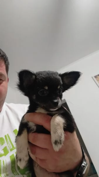 Cuccioli chihuahua 