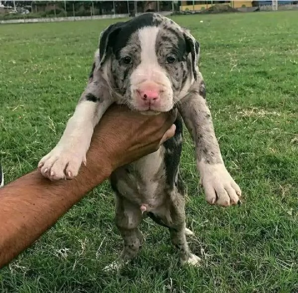 Adozione Cuccioli di Pitbull Maschio e Femmina in cerca di una Famiglia  | Foto 0