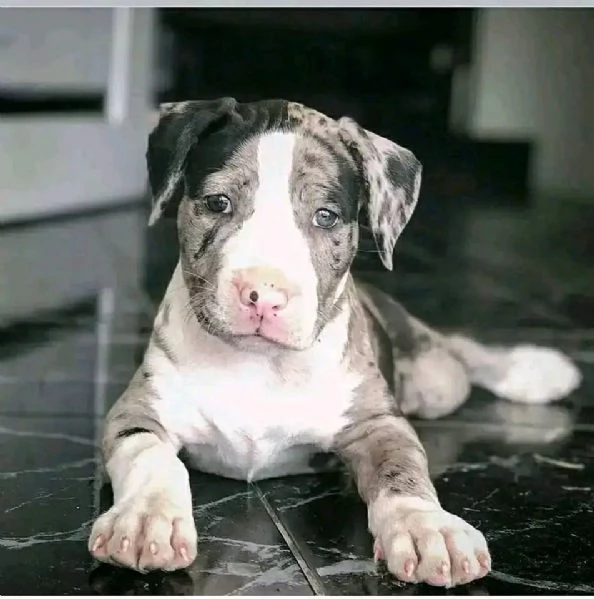 Adozione Cuccioli di Pitbull Maschio e Femmina in cerca di una Famiglia 