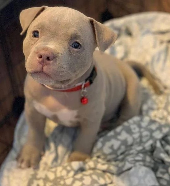 Cuccioli Pitbull Maschio e Femmina unAmicizia a Prima Vista 