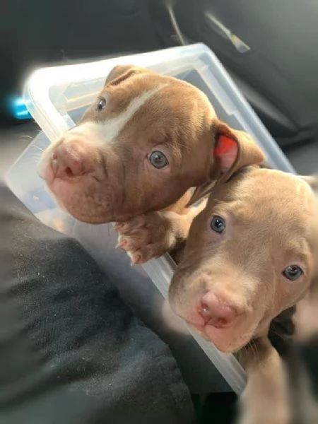Cuccioli Pitbull Maschio e Femmina unAmicizia a Prima Vista  | Foto 0